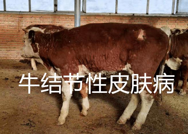 動物疫病檢測儀